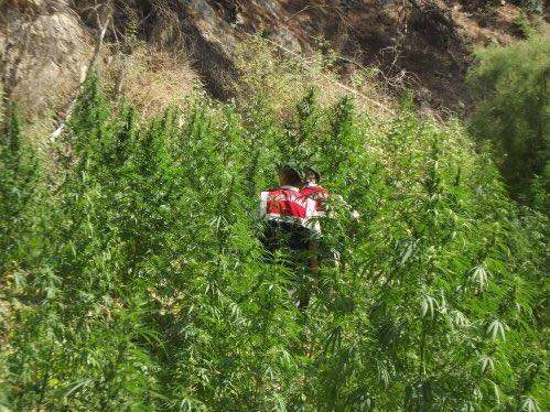 MUĞLA İL JANDARMA KOMUTANLIĞININ UYUŞTURUCUYLA MÜCADELE BİLANÇOSU