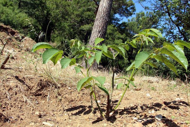 MUĞLA’DA 11 BİN GELİR GETİRİCİ TÜR TOPRAKLA BULUŞTU…