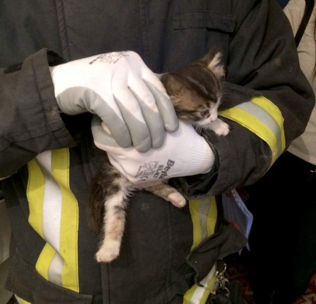 MİNİK KEDİ İÇİN SEFERBER OLDULAR MİNİK KEDİ İÇİN SEFERBER OLDULAR