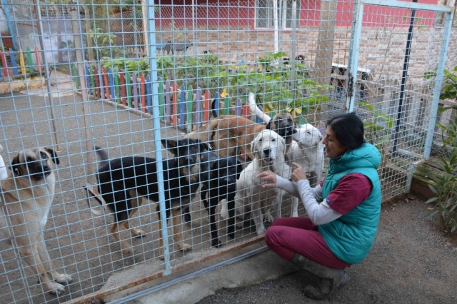 KÖPEKLER BAYILTILARAK ORMANLIK ALANA ATILDI