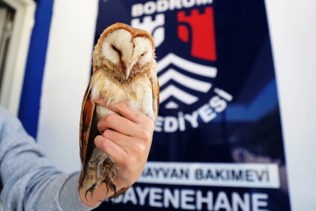 YARALI BAYKUŞ TEDAVİ ALTINA ALINDI