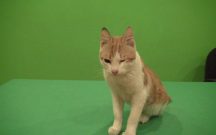 SULAR KESİK,MASKE YOK,YARDIM AZ,ANCAK SİYASETE DEVAM.DURUM NE ?