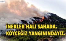 İNEKLER HALI SAHADA.KÖYCEĞİZ YANGININDAYIZ.