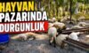 HAYVAN PAZARINDA DURGUNLUK