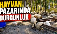 HAYVAN PAZARINDA DURGUNLUK