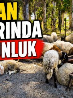 HAYVAN PAZARINDA DURGUNLUK