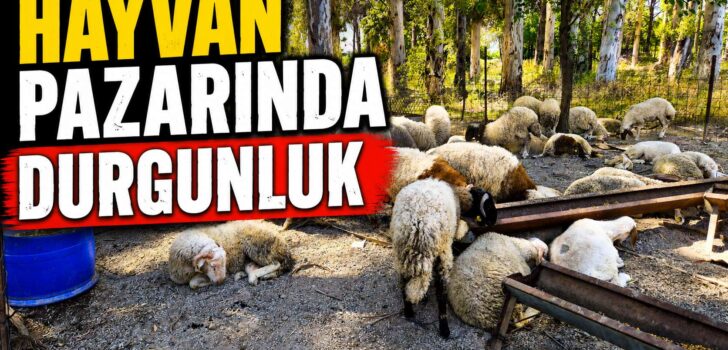 HAYVAN PAZARINDA DURGUNLUK